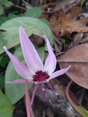 Erythronium hendersonii