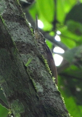 Xiphorhynchus lachrymosus