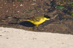 Motacilla flava feldegg
