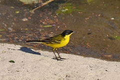 Motacilla flava feldegg