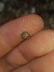 Cantharidella picturata