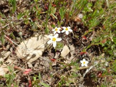 Leptosiphon parviflorus