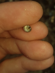 Cantharidella picturata