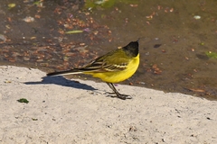 Motacilla flava feldegg