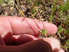 Leptosiphon parviflorus