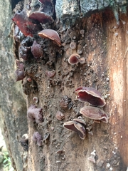 Auricularia