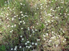 Leptosiphon parviflorus