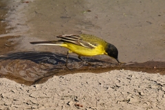 Motacilla flava feldegg