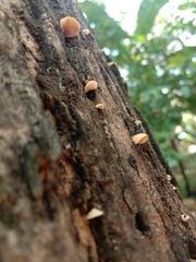 Fungi
