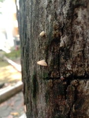 Fungi
