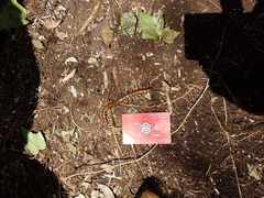 Cormocephalus rubriceps