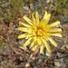 Agoseris heterophylla cryptopleura - Photo (c) joergmlpts, alguns direitos reservados (CC BY), uploaded by joergmlpts