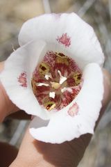 Calochortus venustus