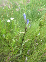 Gentianopsis macounii