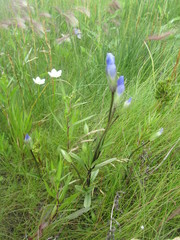 Gentianopsis macounii