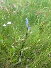 Gentianopsis macounii