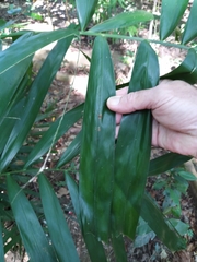 Hydriastele wendlandiana