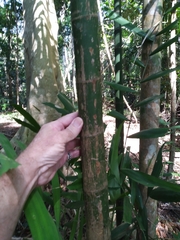Hydriastele wendlandiana