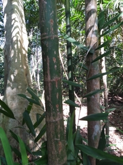 Hydriastele wendlandiana