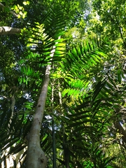 Hydriastele wendlandiana