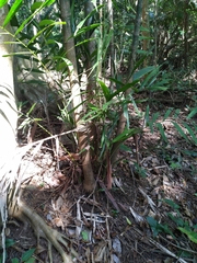 Hydriastele wendlandiana