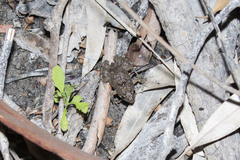 Crinia parinsignifera