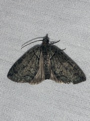 Hydriomena transfigurata