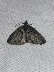 Hydriomena transfigurata