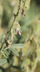 Tephrosia nubica