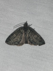 Hydriomena transfigurata