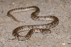 De Vis Banded Snake photo 5