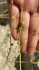 Physorhynchus chamaerapistrum
