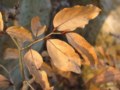 Lindera glauca