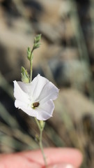 Convolvulus prostratus