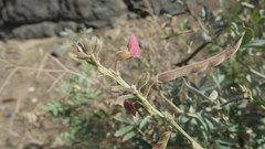 Tephrosia apollinea