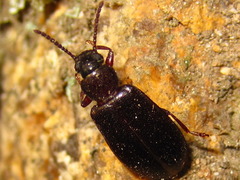 Luprops orientalis