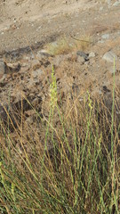 Ochradenus aucheri