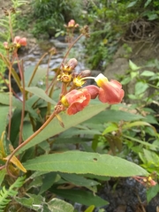 Rhytidophyllum bicolor