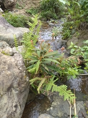 Rhytidophyllum bicolor