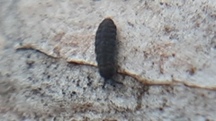 Neanuroidea