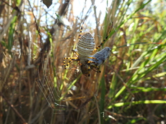 Argiope trifasciata