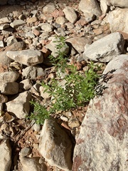 Galium proliferum