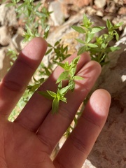 Galium proliferum