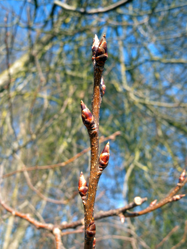Paprastoji ieva nuotrauka