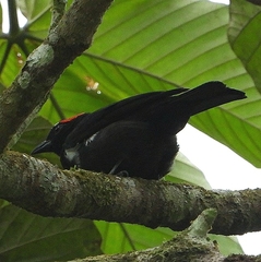 Heterospingus xanthopygius