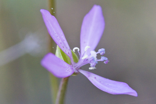 Waltham Creek clarkia (Clarkia modesta)