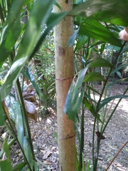 Hydriastele wendlandiana