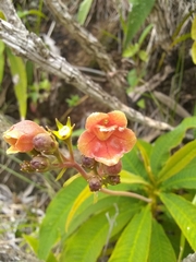 Rhytidophyllum bicolor