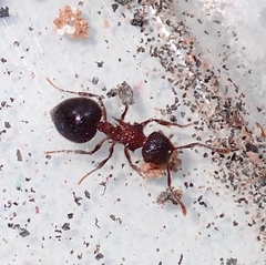 Meranoplus bicolor