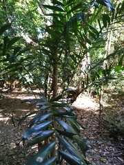 Hydriastele wendlandiana